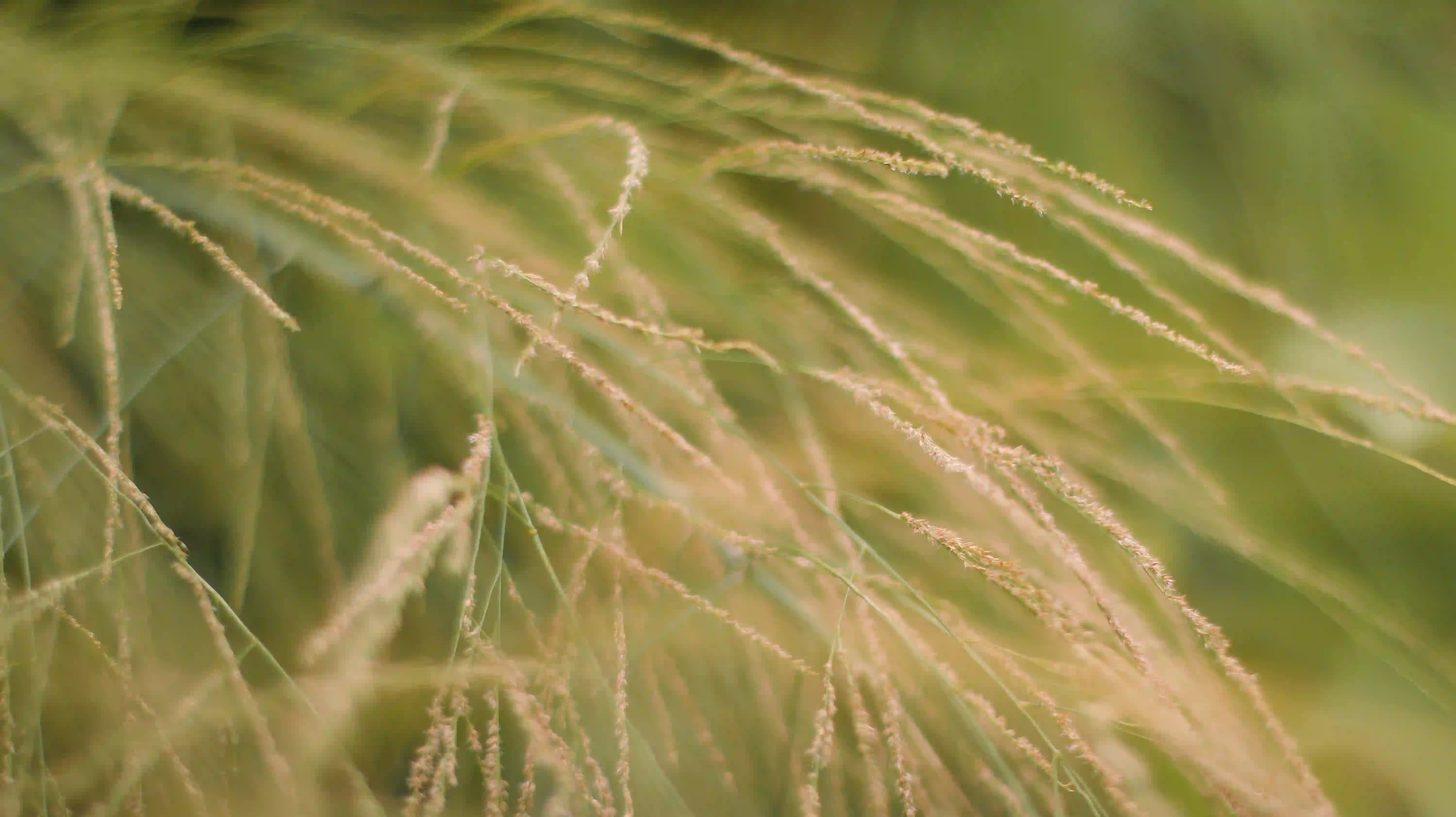 Indonesian Grassbroom